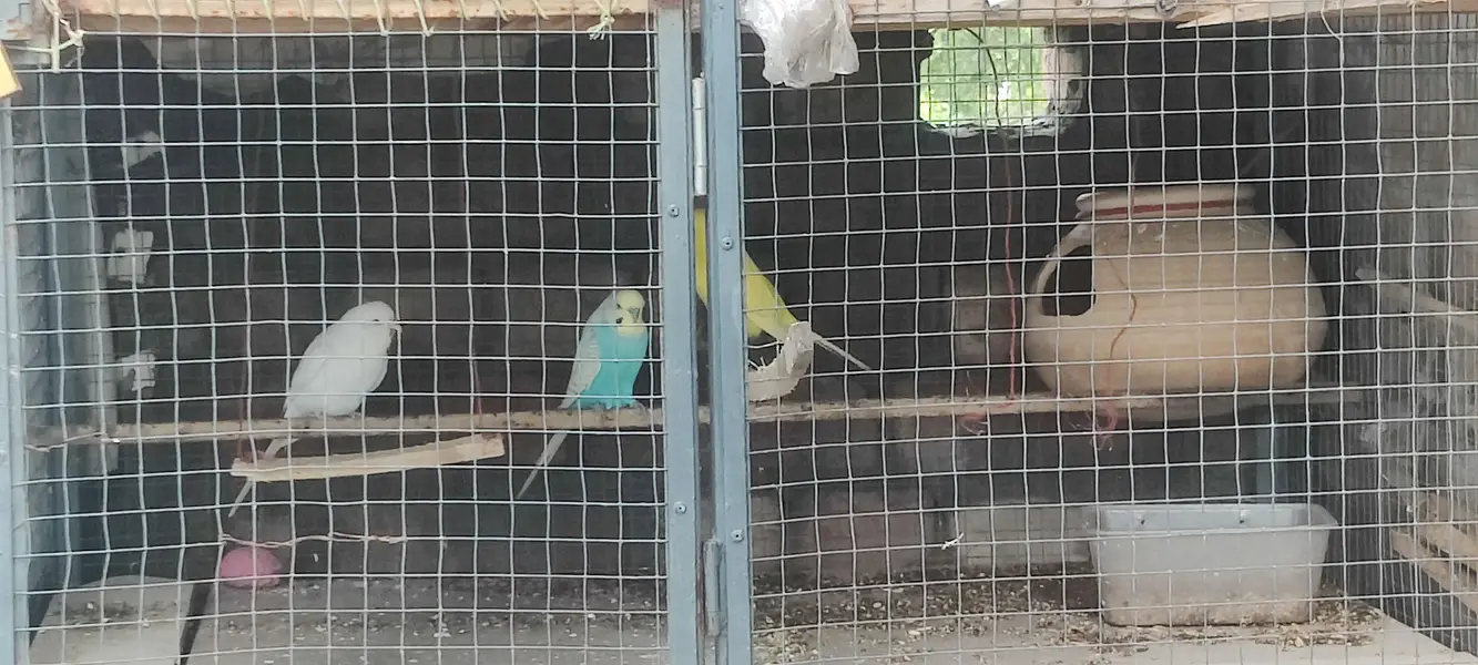 4 Australian 1 love bird for sale — photo 3