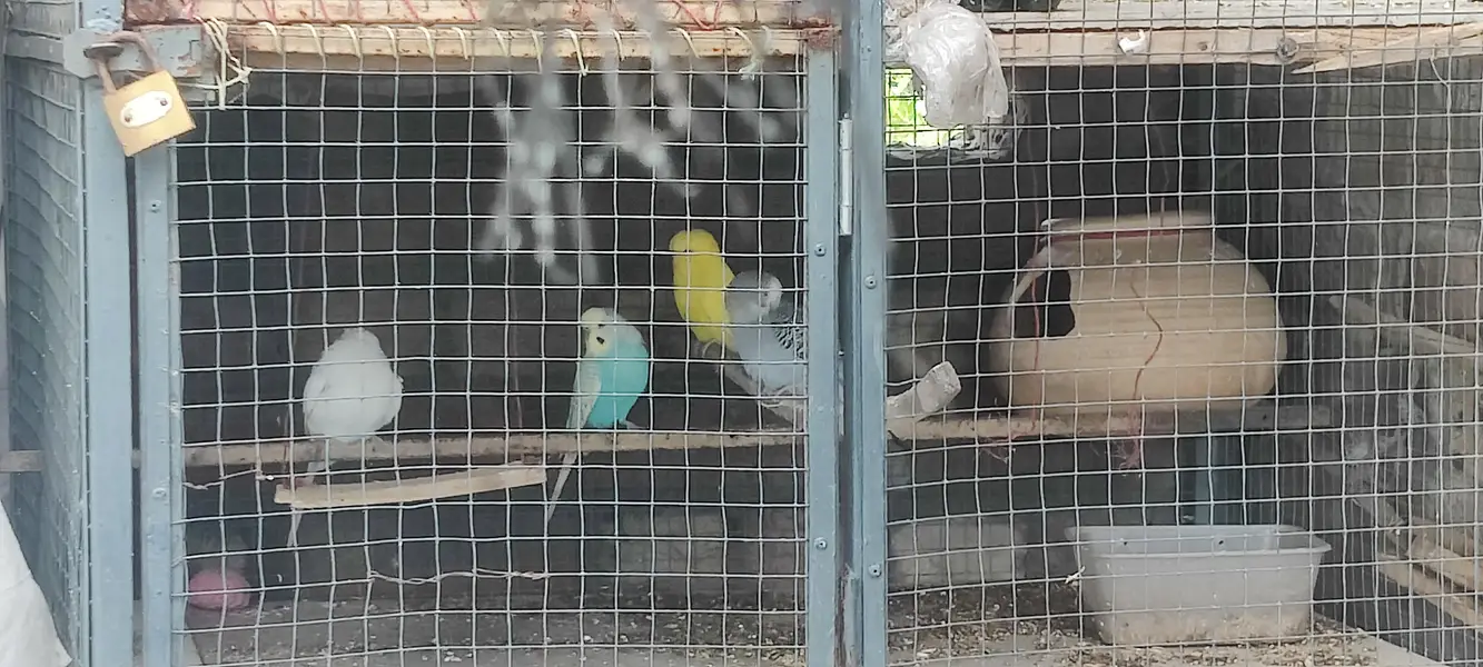 4 Australian 1 love bird for sale — photo 4