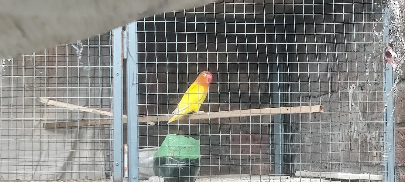 4 Australian 1 love bird for sale — photo 5