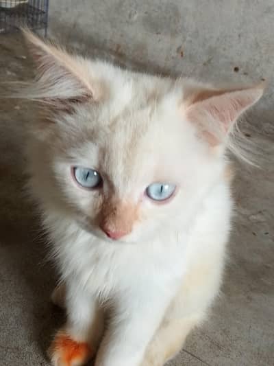 Adeel cats