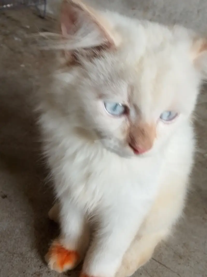 Adeel cats — photo 2