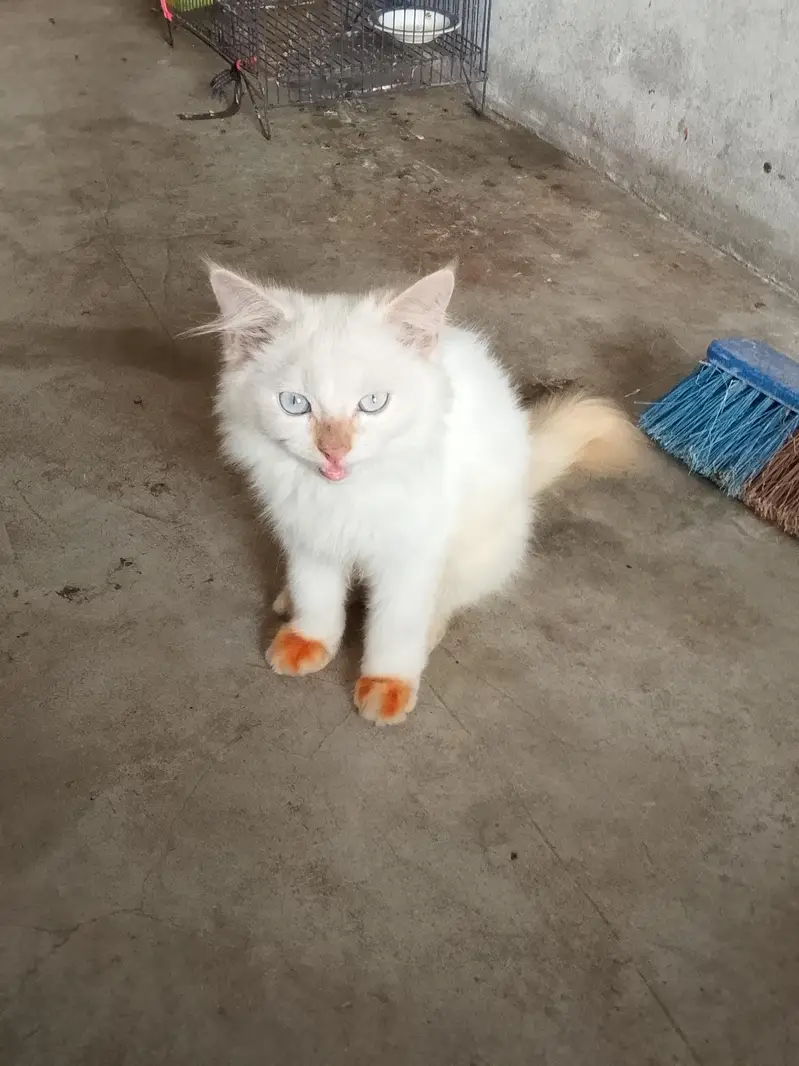Adeel cats — photo 3