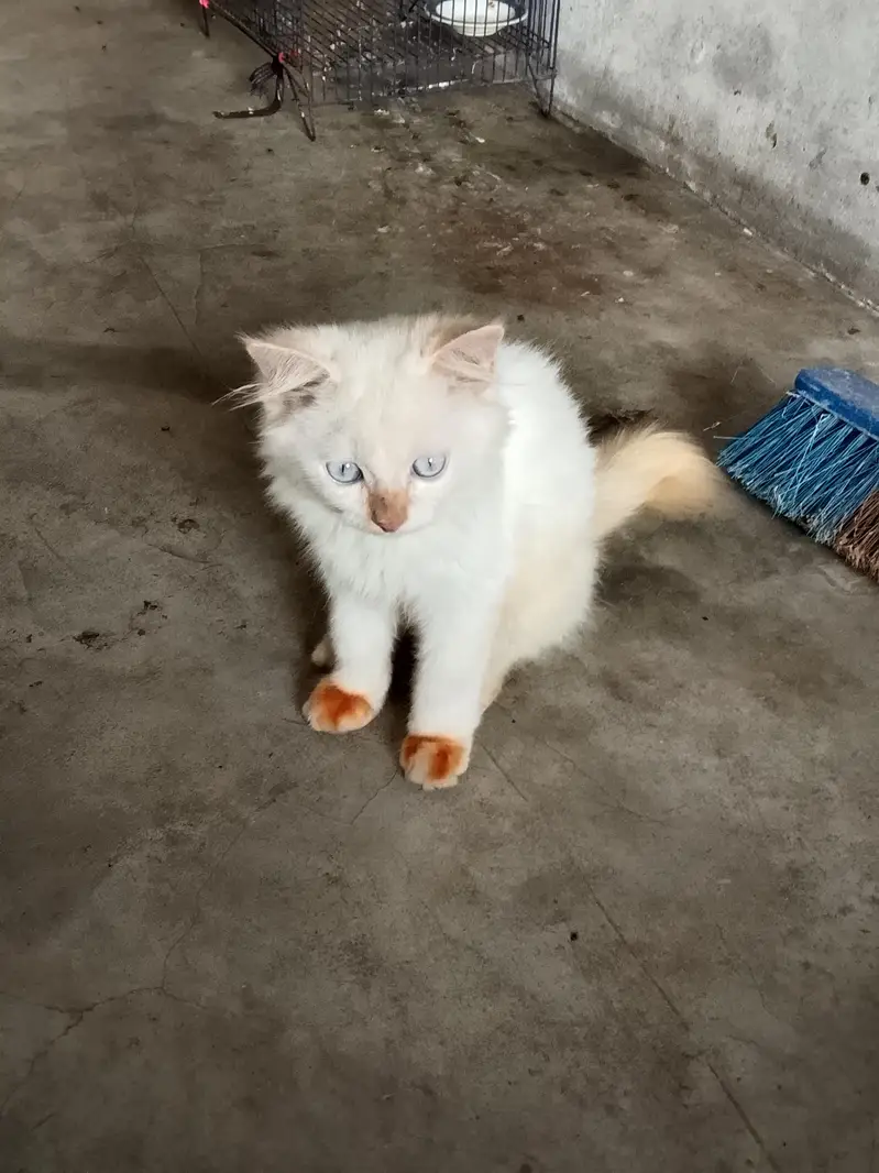 Adeel cats — photo 4