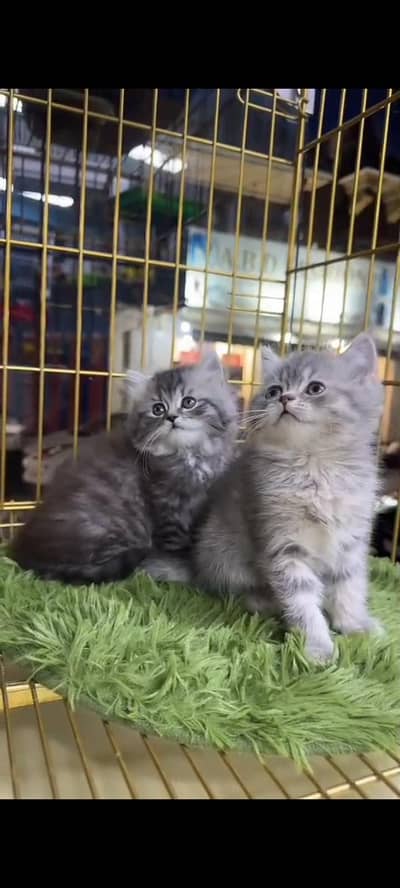 Quality Persian Punch Face cat &kittens 03476305771 WhatsApp