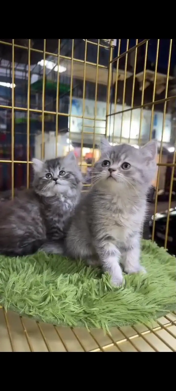 Quality Persian Punch Face cat &kittens 03476305771 WhatsApp — photo 2