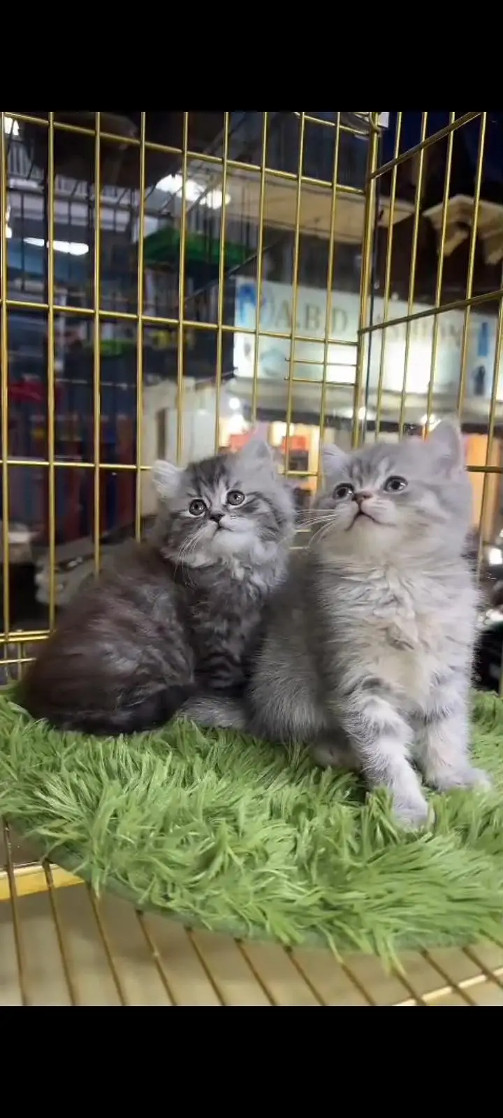 Quality Persian Punch Face cat &kittens 03476305771 WhatsApp — photo 3