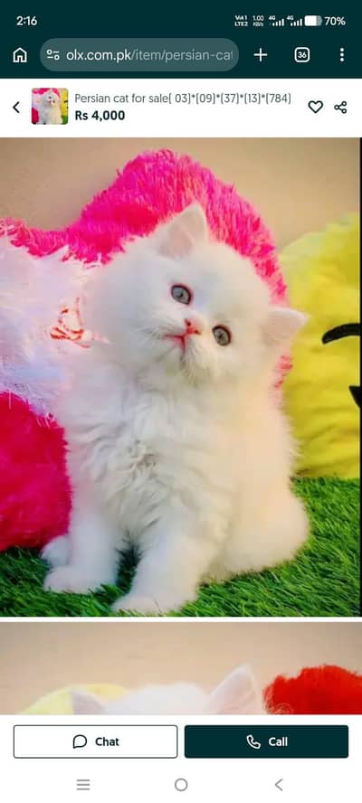 person cat for sale 03 )(09)( 37)( 13)( 784)