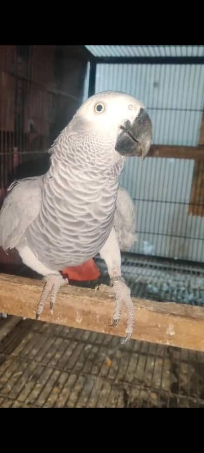 African gry Tame talking female