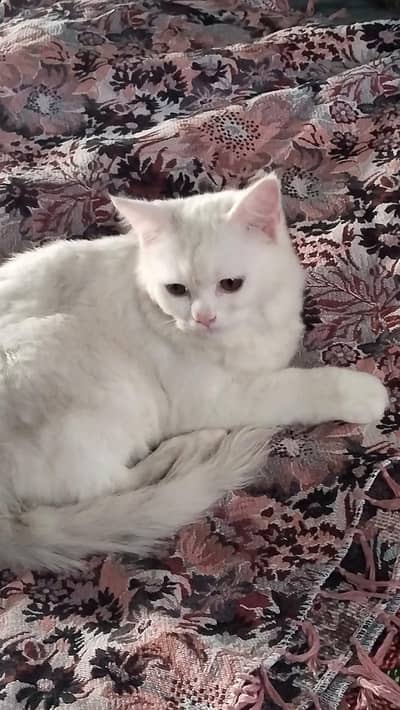 cute cat