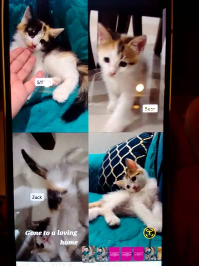 Two female kittens