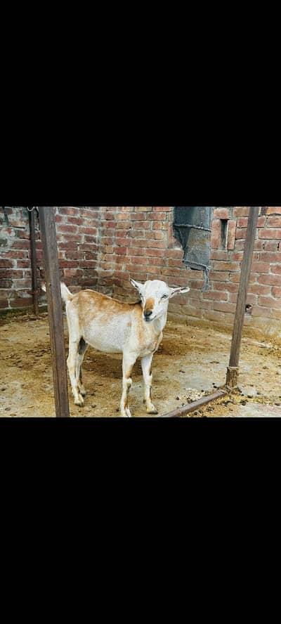 Teddy bakra for sale