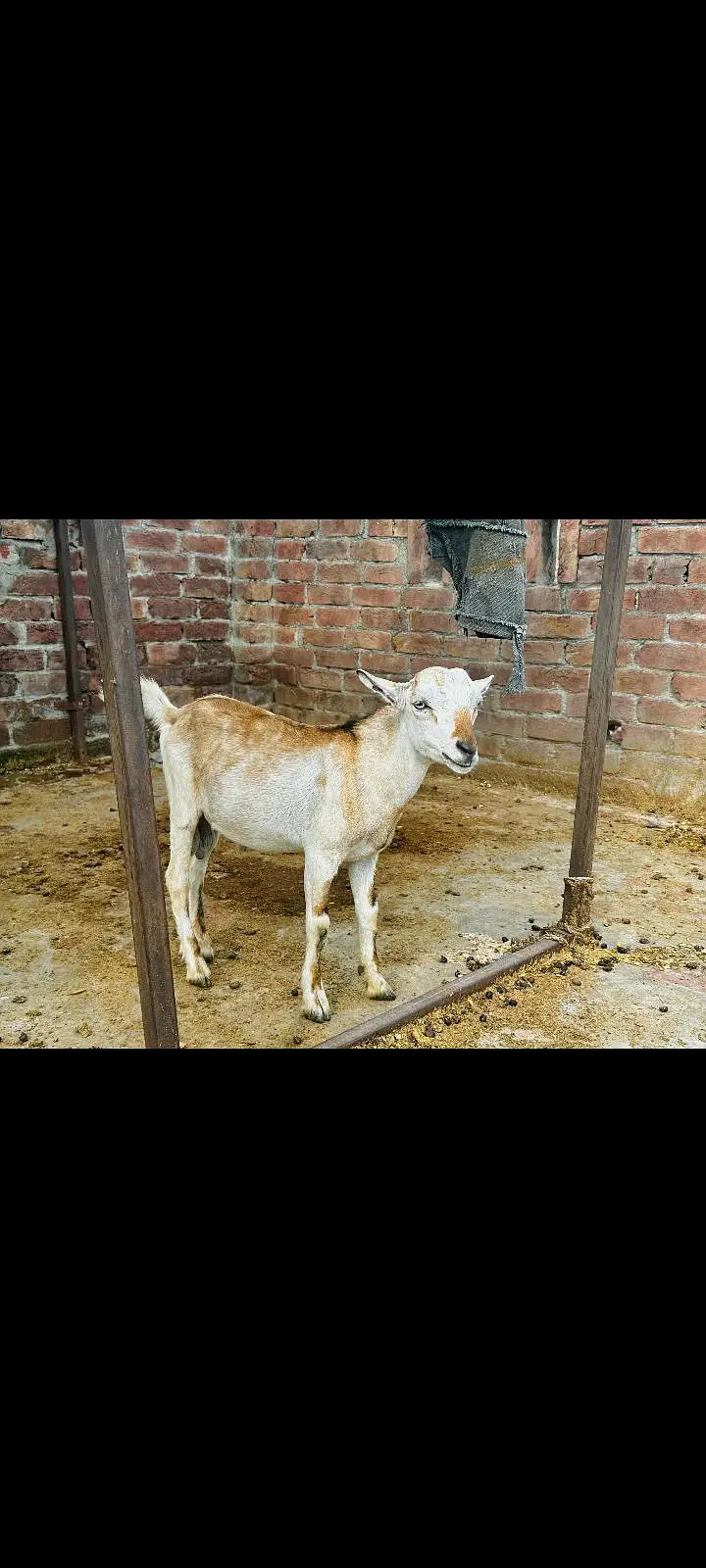Teddy bakra for sale — photo 2