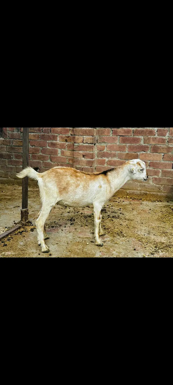 Teddy bakra for sale — photo 3