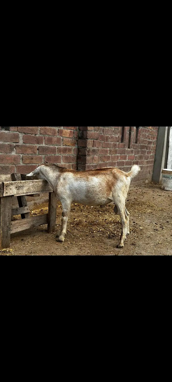 Teddy bakra for sale — photo 4
