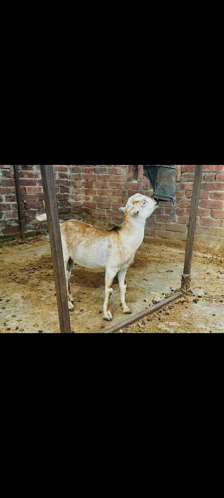 Teddy bakra for sale — photo 5