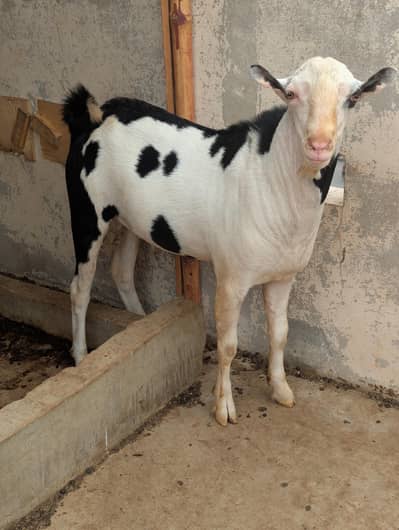 mashaAllah tedda breeder for sale