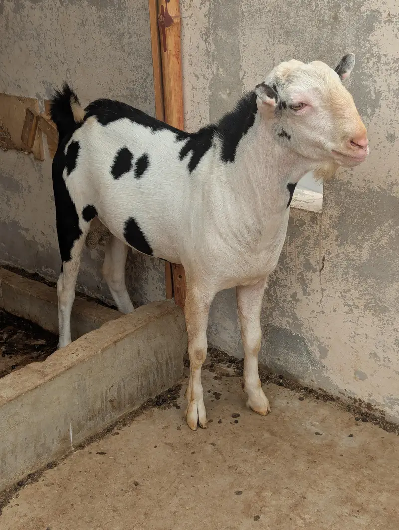 mashaAllah tedda breeder for sale — photo 2