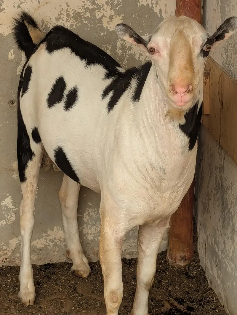 mashaAllah tedda breeder for sale — photo 3