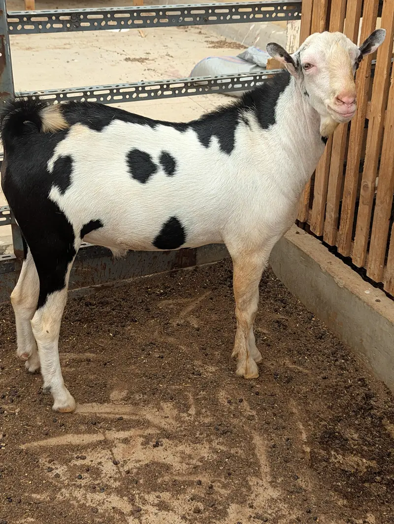 mashaAllah tedda breeder for sale — photo 4