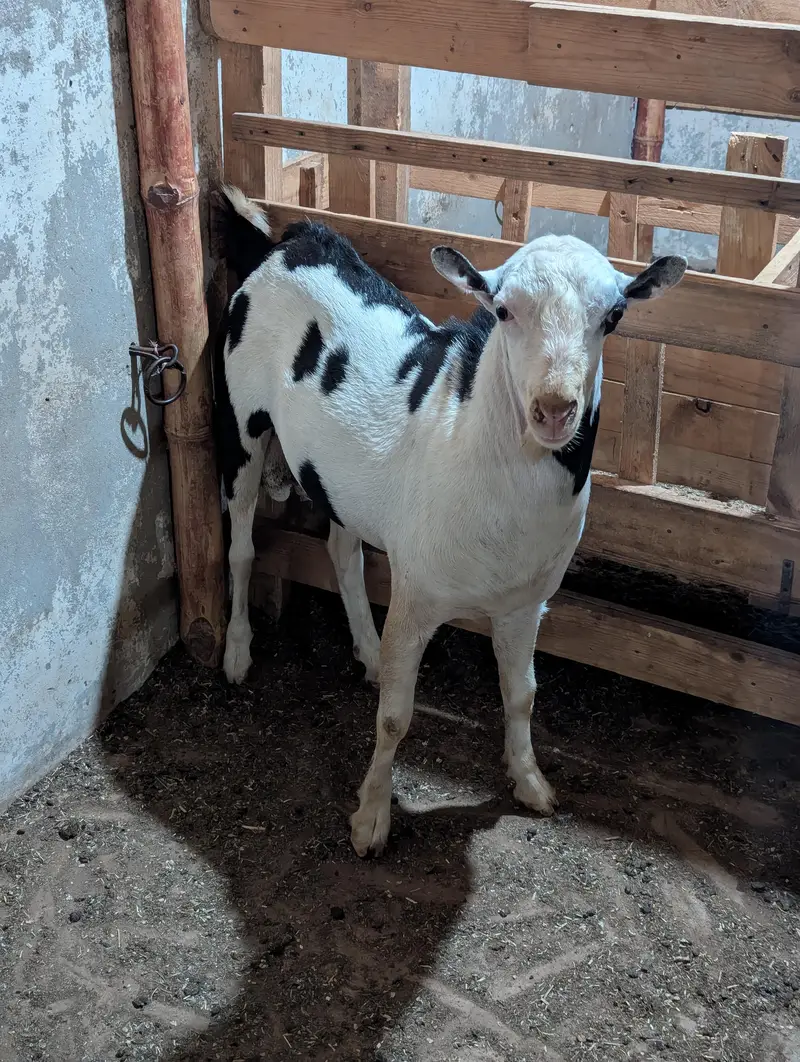 mashaAllah tedda breeder for sale — photo 5