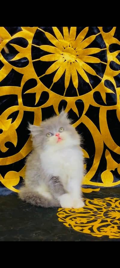 pure Persian cats vaccinated and healthy active WhatsApp/0344/6895398/