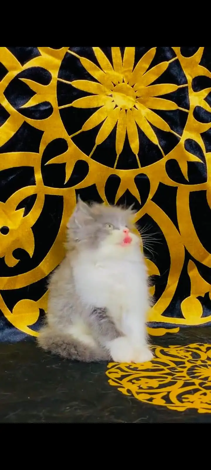 pure Persian cats vaccinated and healthy active WhatsApp/0344/6895398/ — photo 2