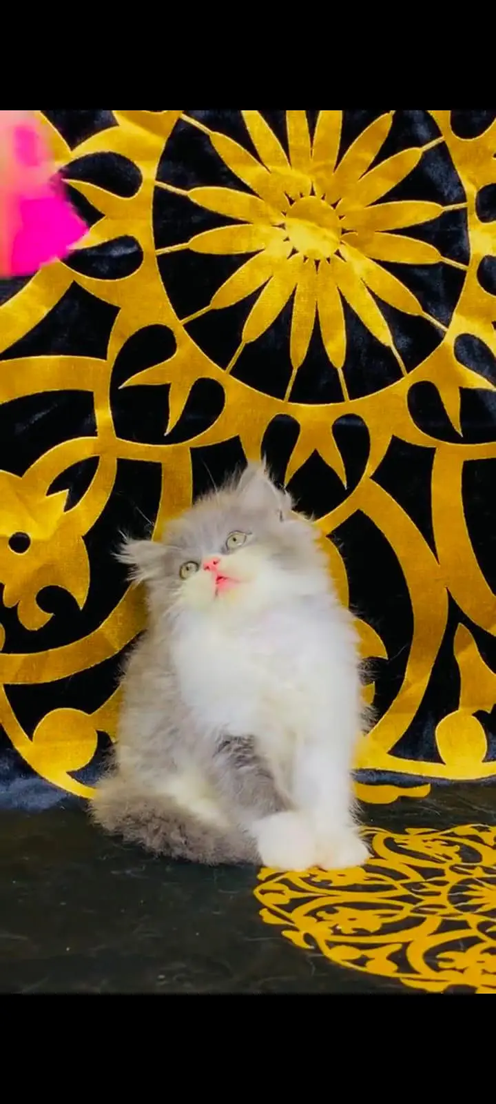 pure Persian cats vaccinated and healthy active WhatsApp/0344/6895398/ — photo 3