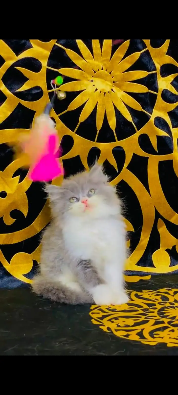 pure Persian cats vaccinated and healthy active WhatsApp/0344/6895398/ — photo 4