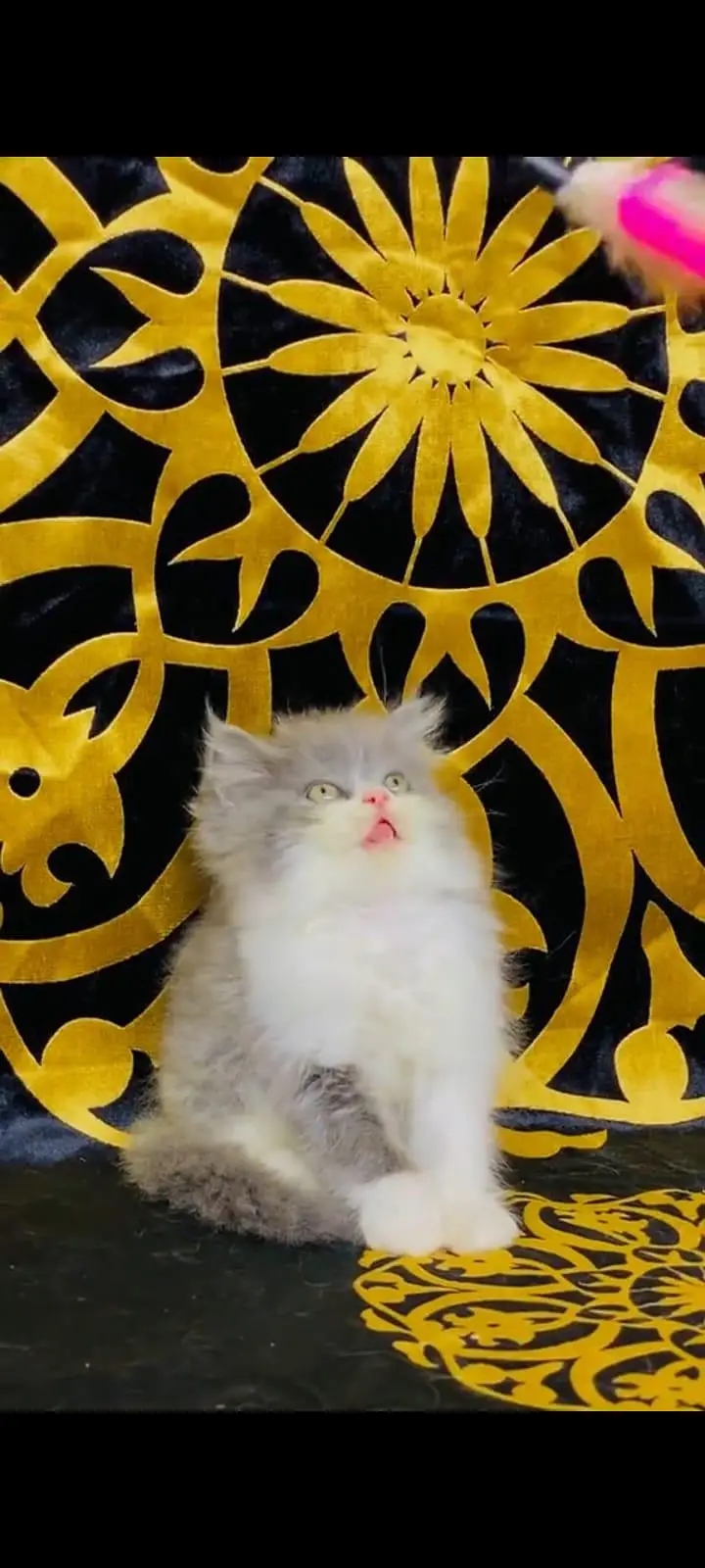 pure Persian cats vaccinated and healthy active WhatsApp/0344/6895398/ — photo 5