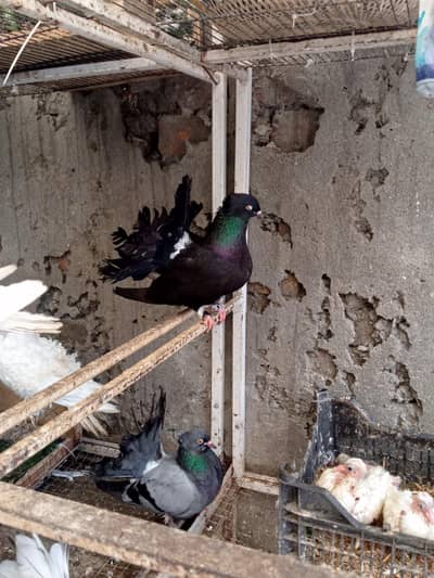 FANTAIL PIGION