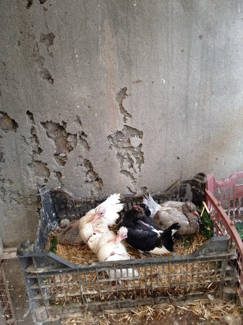 FANTAIL PIGION — photo 2
