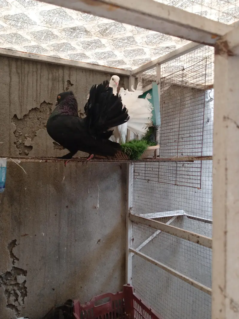 FANTAIL PIGION — photo 3