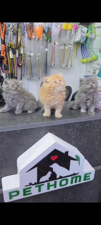 Quality Persian Punch Face cat &kittens 03476305771 WhatsApp