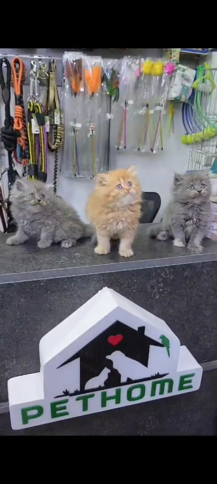 Quality Persian Punch Face cat &kittens 03476305771 WhatsApp — photo 2