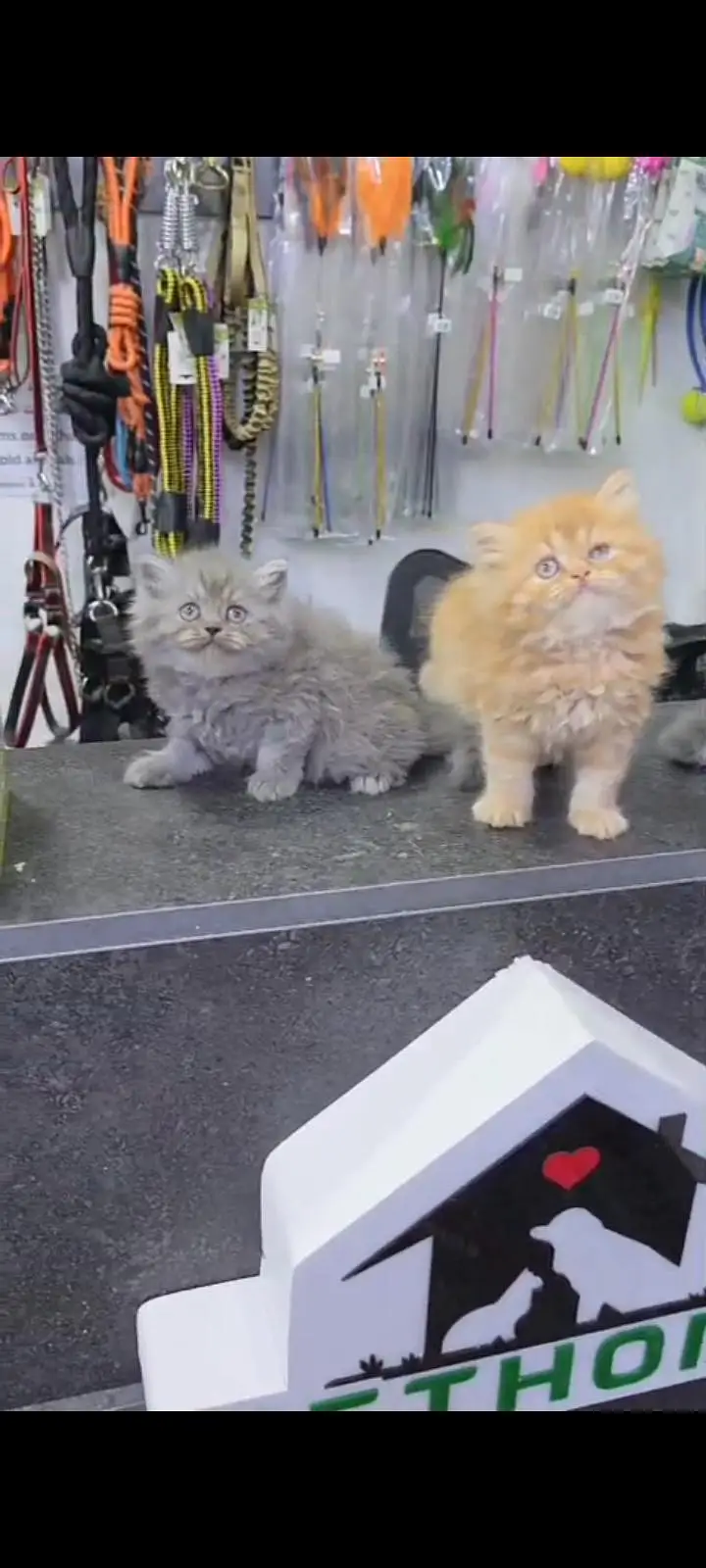Quality Persian Punch Face cat &kittens 03476305771 WhatsApp — photo 3