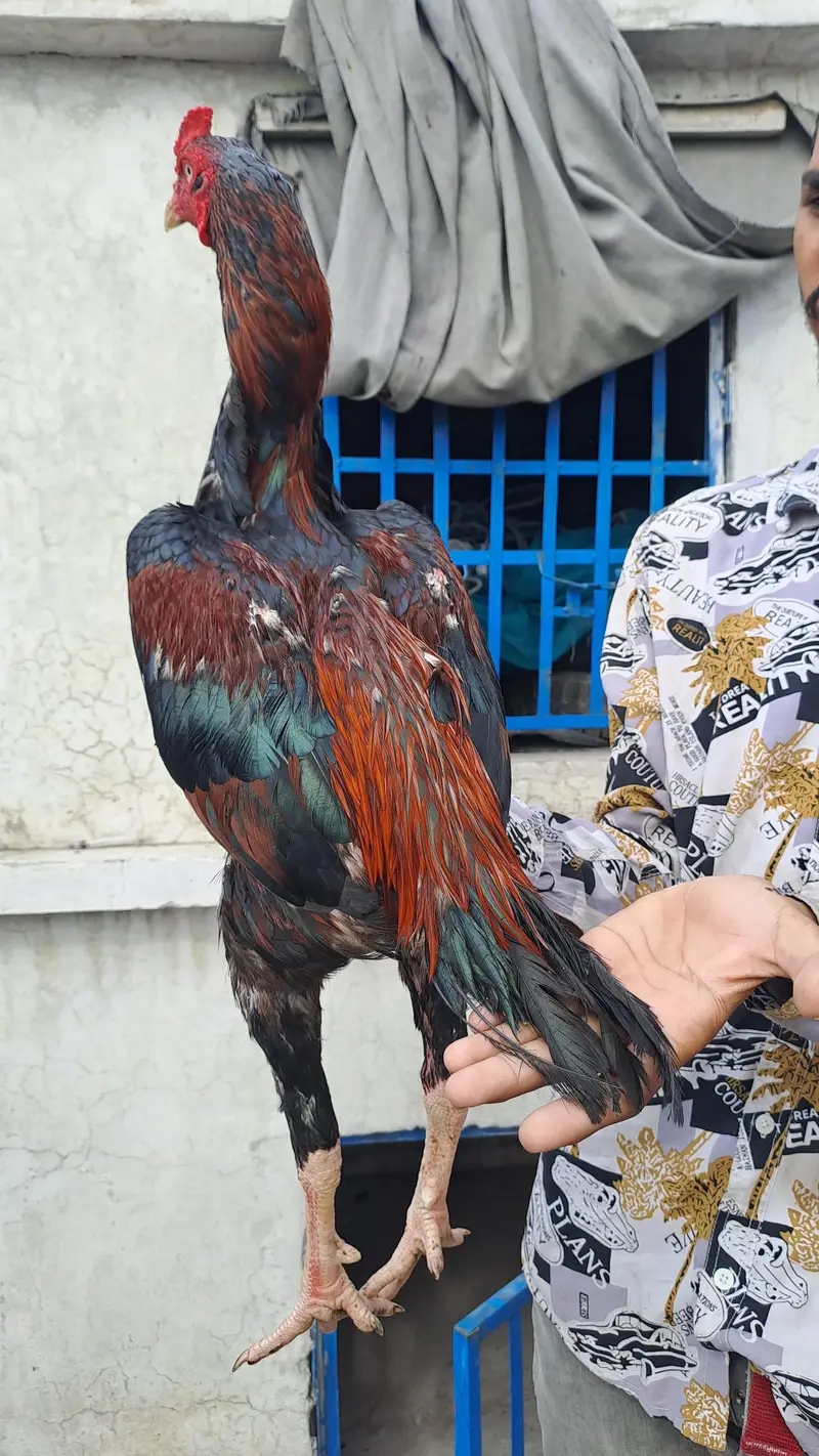 shazaib Aseel faram kamaliya breed — photo 2