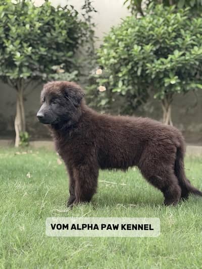 Black Shepherd Pups | long coat Shepherd Puppies | GSD Pups For Sale