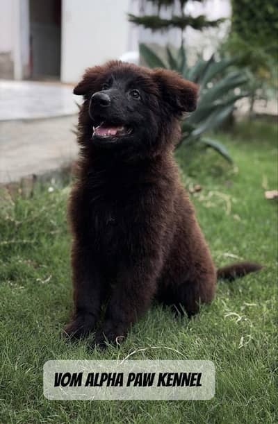 Black Shepherd Pups | long coat Shepherd Puppies | GSD Pups For Sale