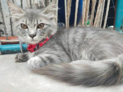 Male Kitten of Perian for sale