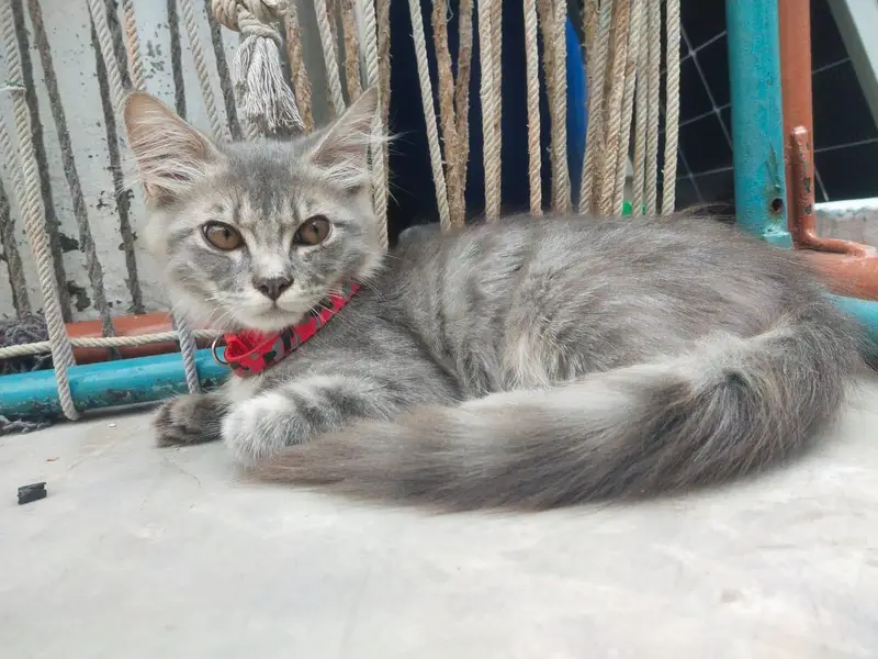 Male Kitten of Perian for sale — photo 2