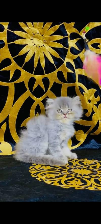 pure Persian cats vaccinated and healthy active WhatsApp/0344/6895398/