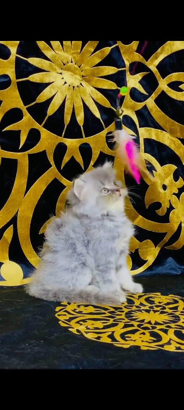 pure Persian cats vaccinated and healthy active WhatsApp/0344/6895398/ — photo 2