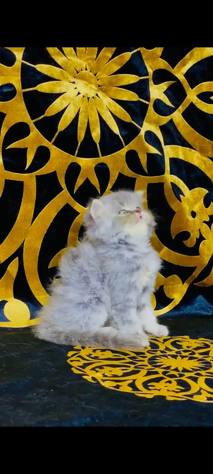 pure Persian cats vaccinated and healthy active WhatsApp/0344/6895398/ — photo 3