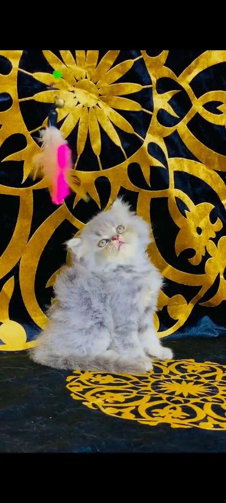pure Persian cats vaccinated and healthy active WhatsApp/0344/6895398/ — photo 4