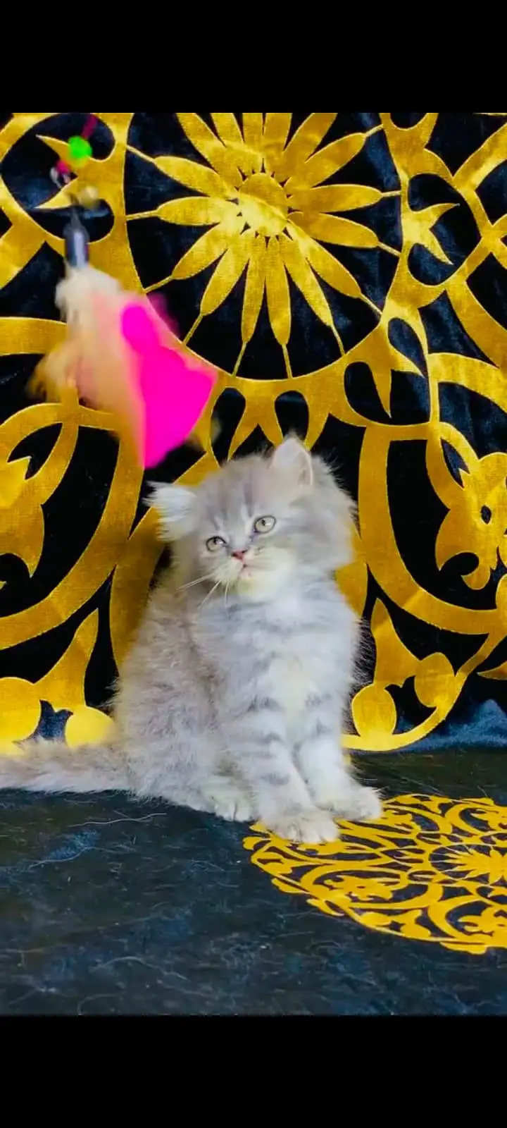 pure Persian cats vaccinated and healthy active WhatsApp/0344/6895398/ — photo 5