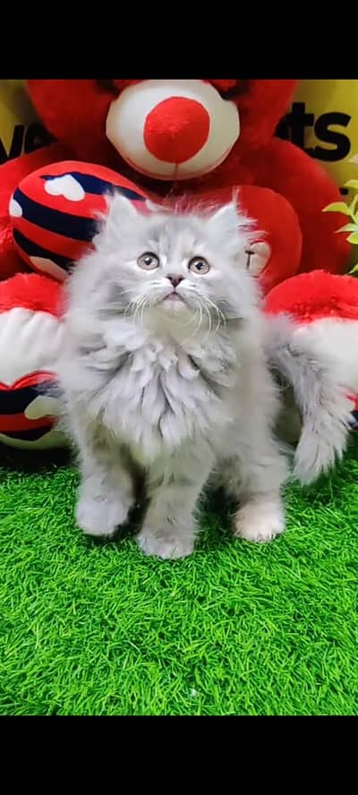 Quality Persian Punch Face cat &kittens 03476305771 WhatsApp