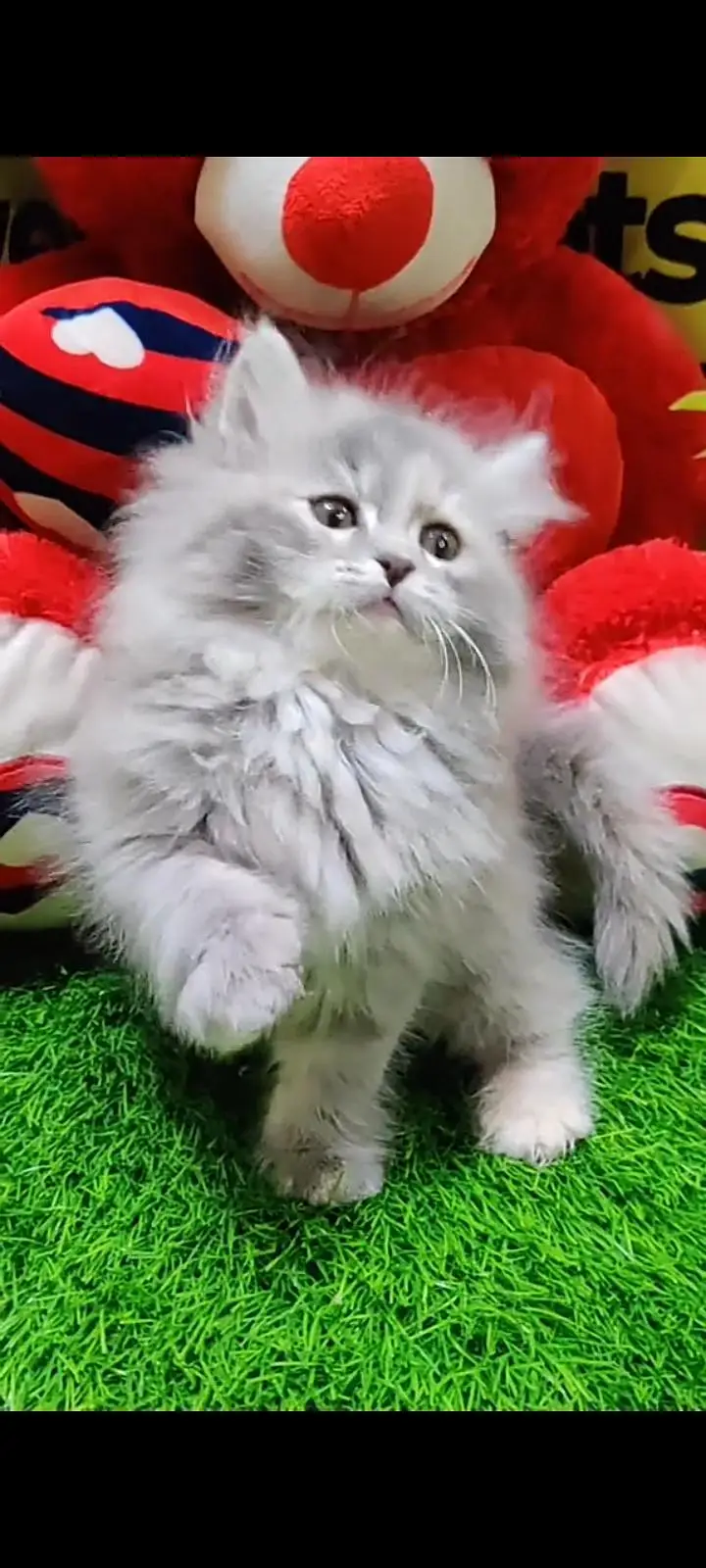 Quality Persian Punch Face cat &kittens 03476305771 WhatsApp — photo 2