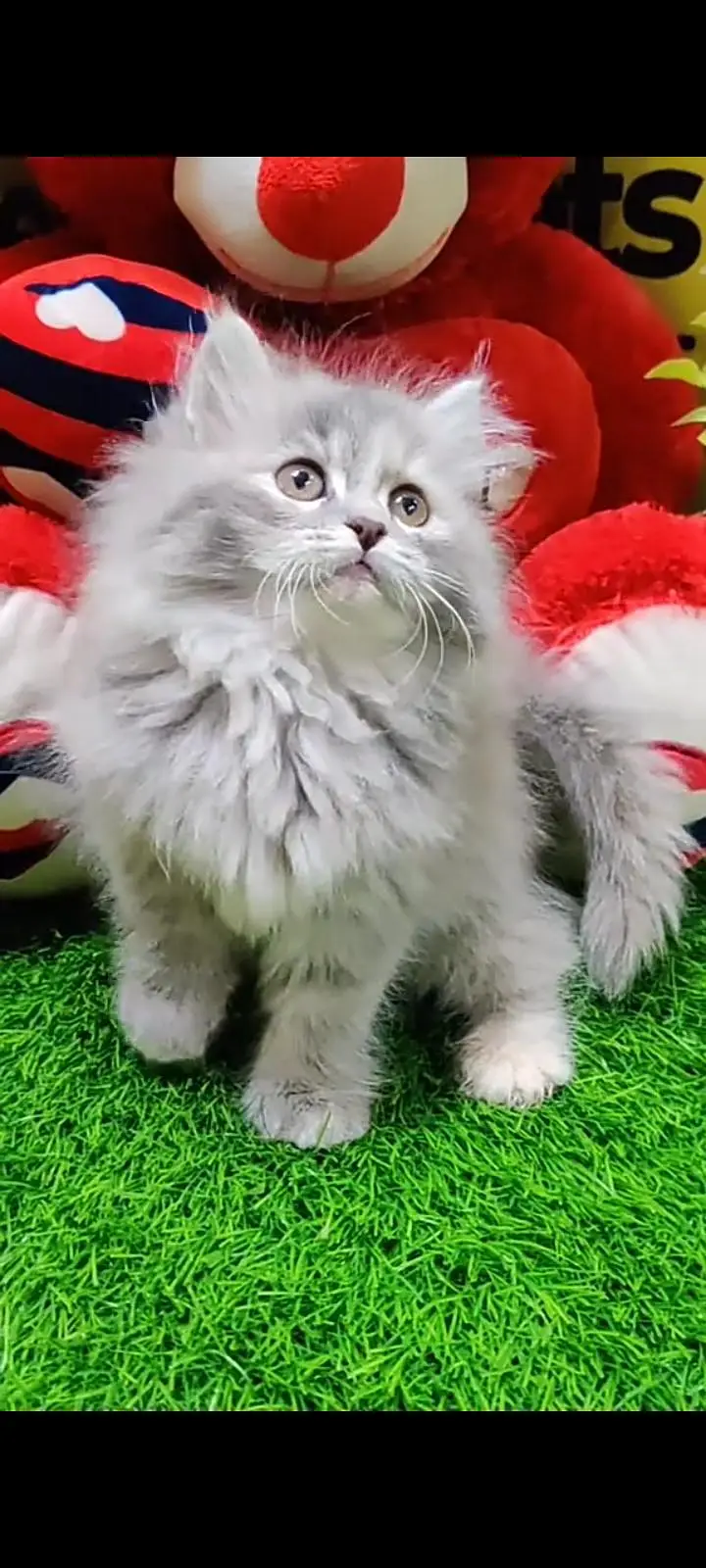 Quality Persian Punch Face cat &kittens 03476305771 WhatsApp — photo 3
