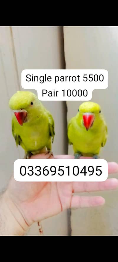 Green ringneck  parrots handtame pair