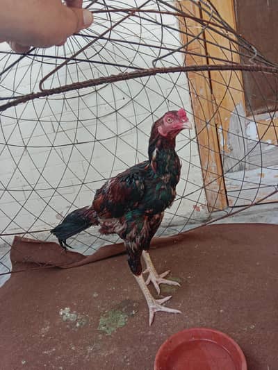 Aseel lakha mianwali